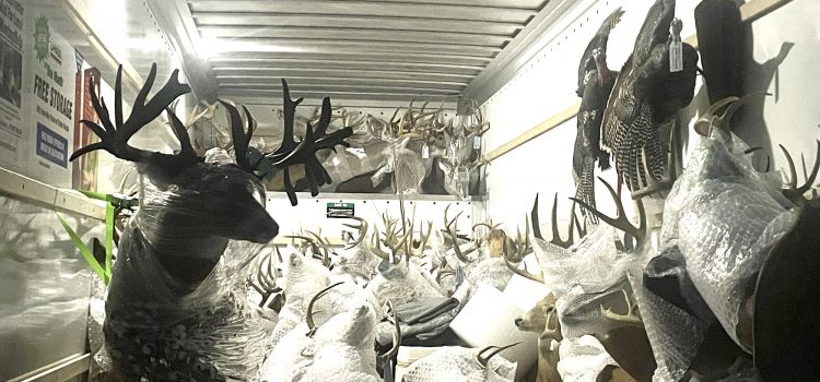 5 hommes ont été cassés pour une bague de braconnage trophée. Ils ont tué plus de 60 cerfs 5 hommes ont été cassés pour une bague de braconnage trophée. Ils ont tué plus de 60 cerfs