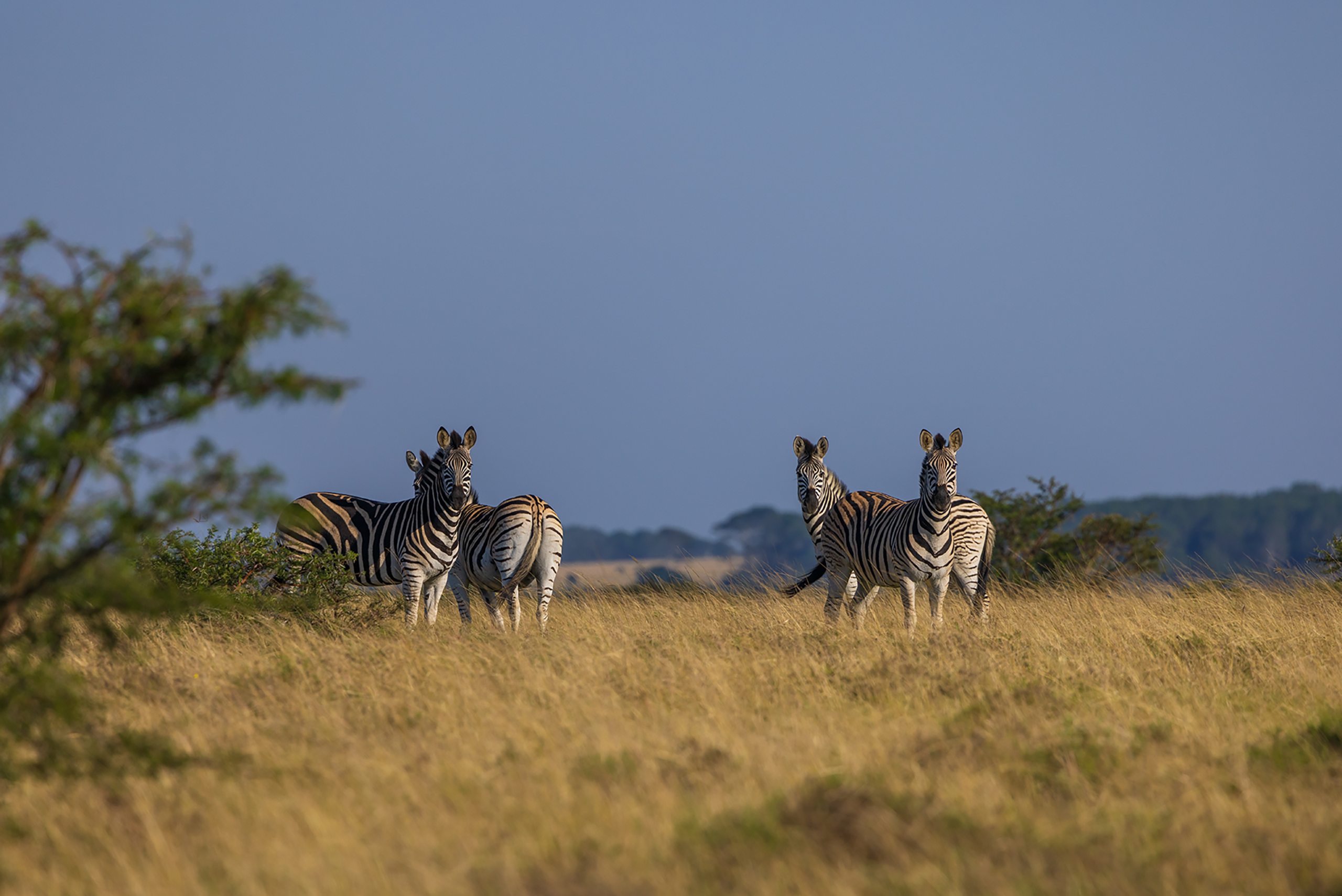 [Titre du site] Mon safari africain s'est presque terminé par une fusillade