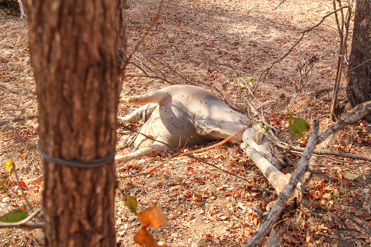 [Titre du site] Mon safari africain s'est presque terminé par une fusillade