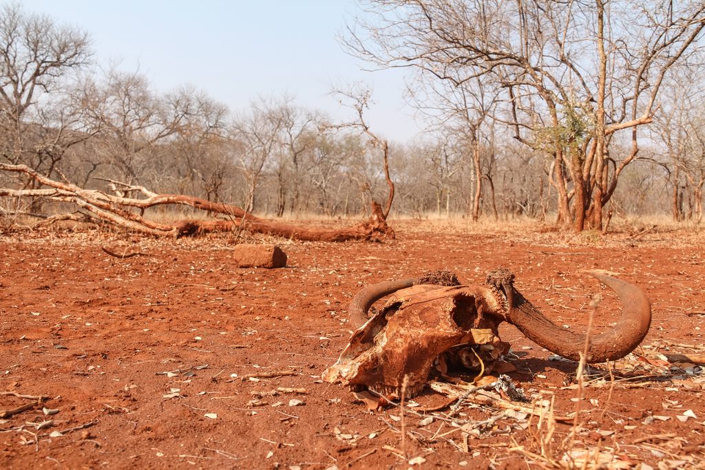 Mon safari africain s'est presque terminé par une fusillade