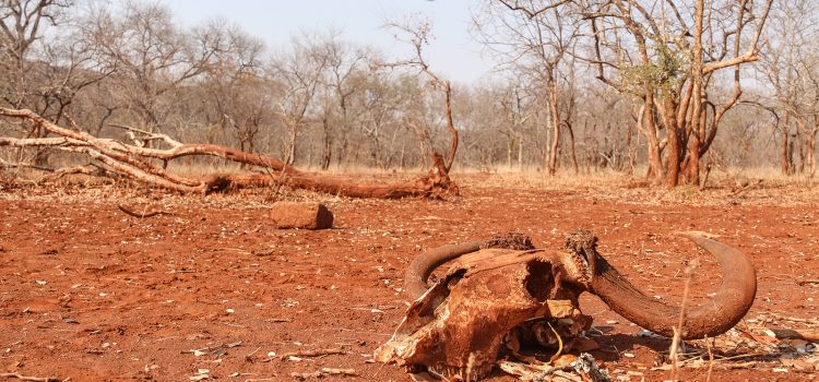 Mon safari africain s’est presque terminé par une fusillade Mon safari africain s'est presque terminé par une fusillade