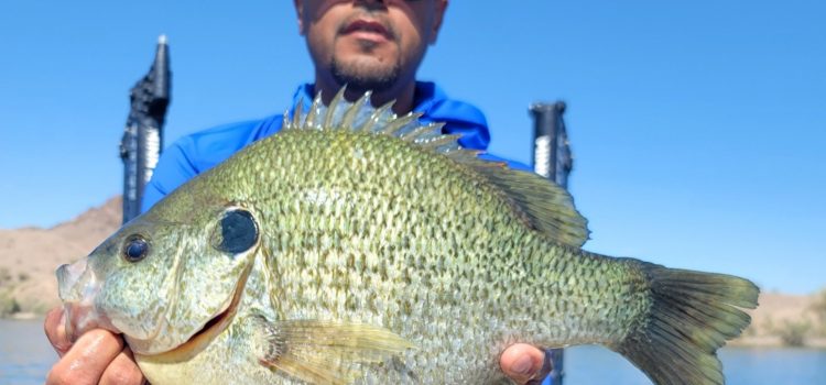 Le poisson-soleil géant qui a combattu comme une basse à petite bouche est un nouveau record Le poisson-soleil géant qui a combattu comme une basse à petite bouche est un nouveau record