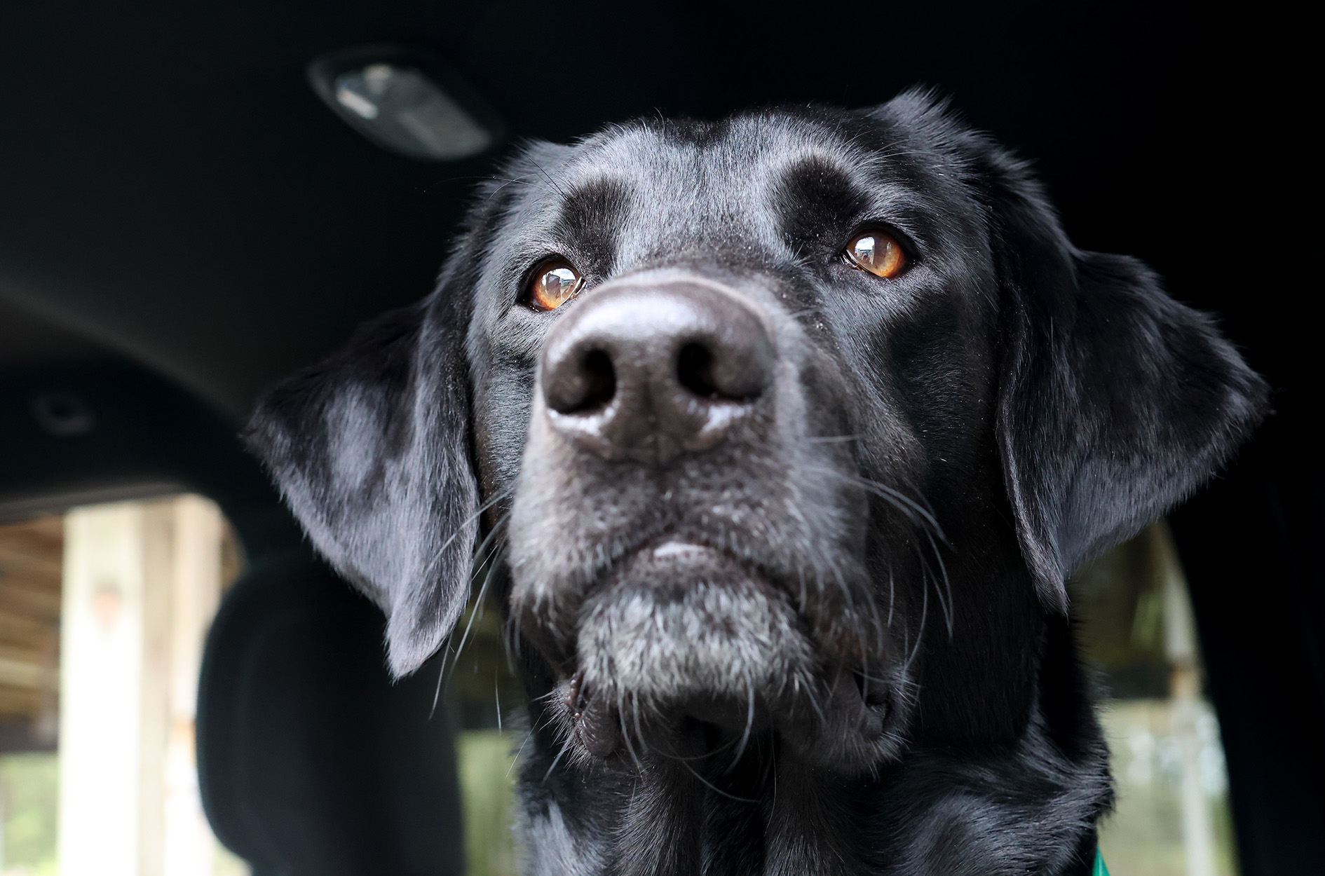 [Titre du site] Comment un homme de Carolina a sauvé son chien d'un gator avec un râteau de jardin