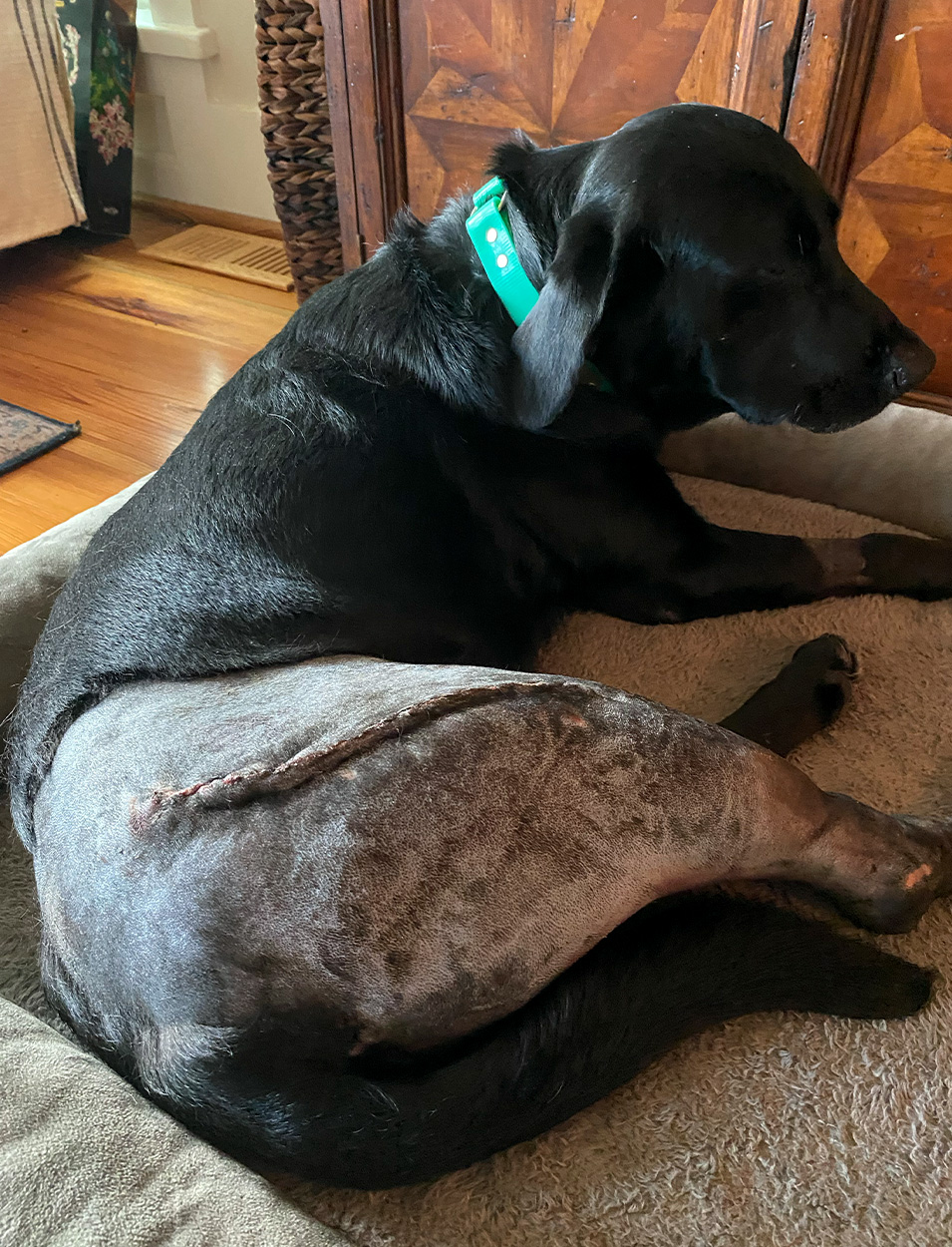 [Titre du site] Comment un homme de Carolina a sauvé son chien d'un gator avec un râteau de jardin