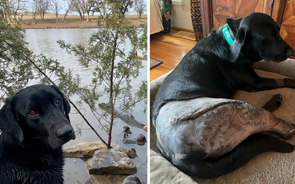 Comment un homme de Carolina a sauvé son chien d'un gator avec un râteau de jardin