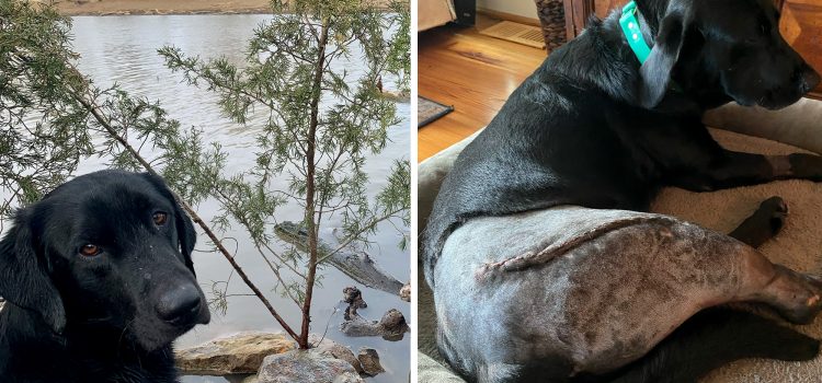 Comment un homme de Carolina a sauvé son chien d’un gator avec un râteau de jardin Comment un homme de Carolina a sauvé son chien d'un gator avec un râteau de jardin