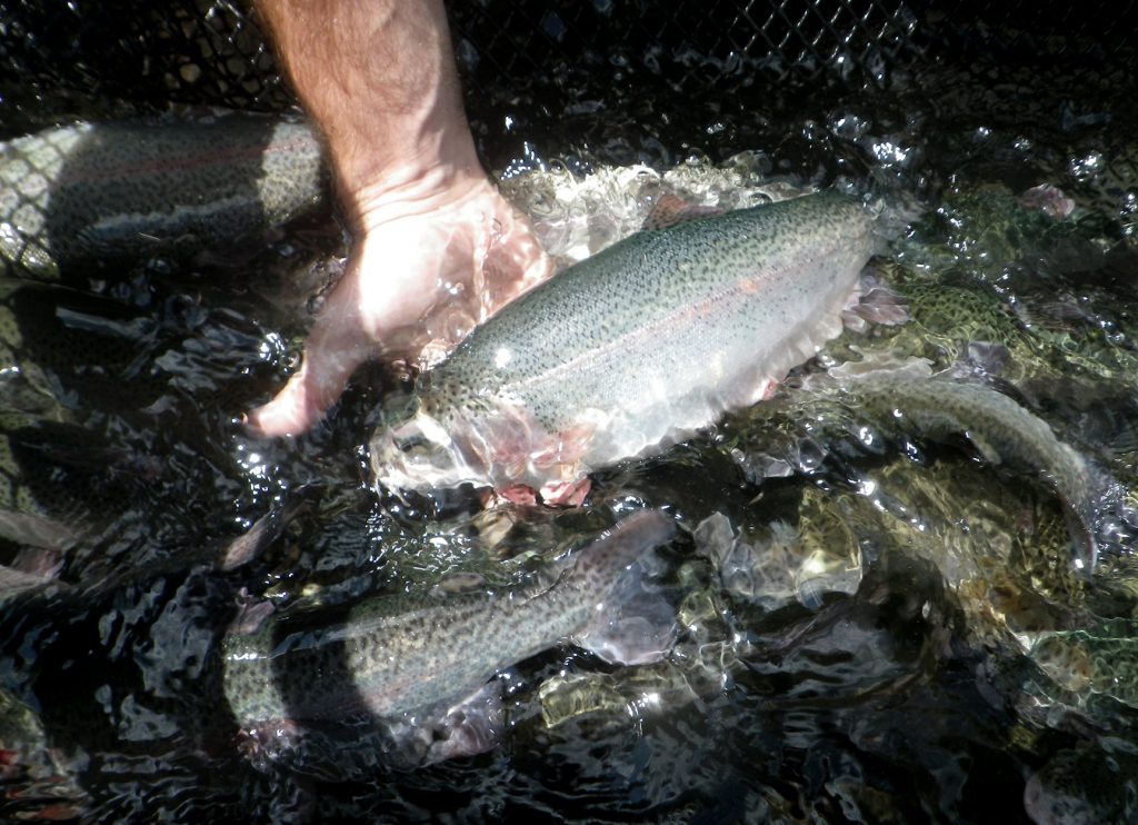 Alors que le coût du stockage grimpe, le Kansas réduit sa saison de truite