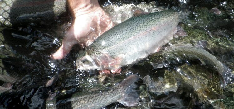 Alors que le coût du stockage grimpe, le Kansas réduit sa saison de truite Alors que le coût du stockage grimpe, le Kansas réduit sa saison de truite