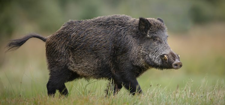 Tout ce que vous n’aviez pas besoin de savoir sur la piqûre de cochon au ranch à haute clôture de Ted Nugent Tout ce que vous n'aviez pas besoin de savoir sur la piqûre de cochon au ranch à haute clôture de Ted Nugent
