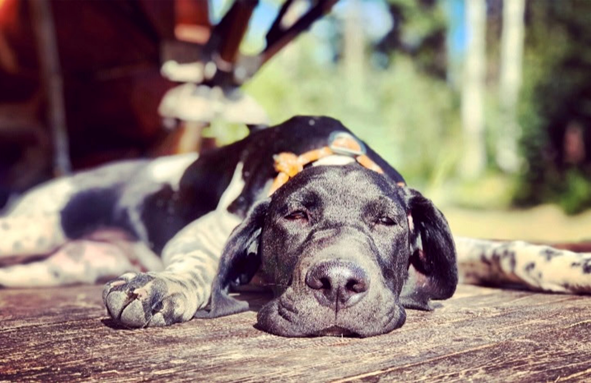 [Titre du site] J'ai roulé mon UTV dans l'arrière-pays. Ce que mon chien a fait ensuite ma vie