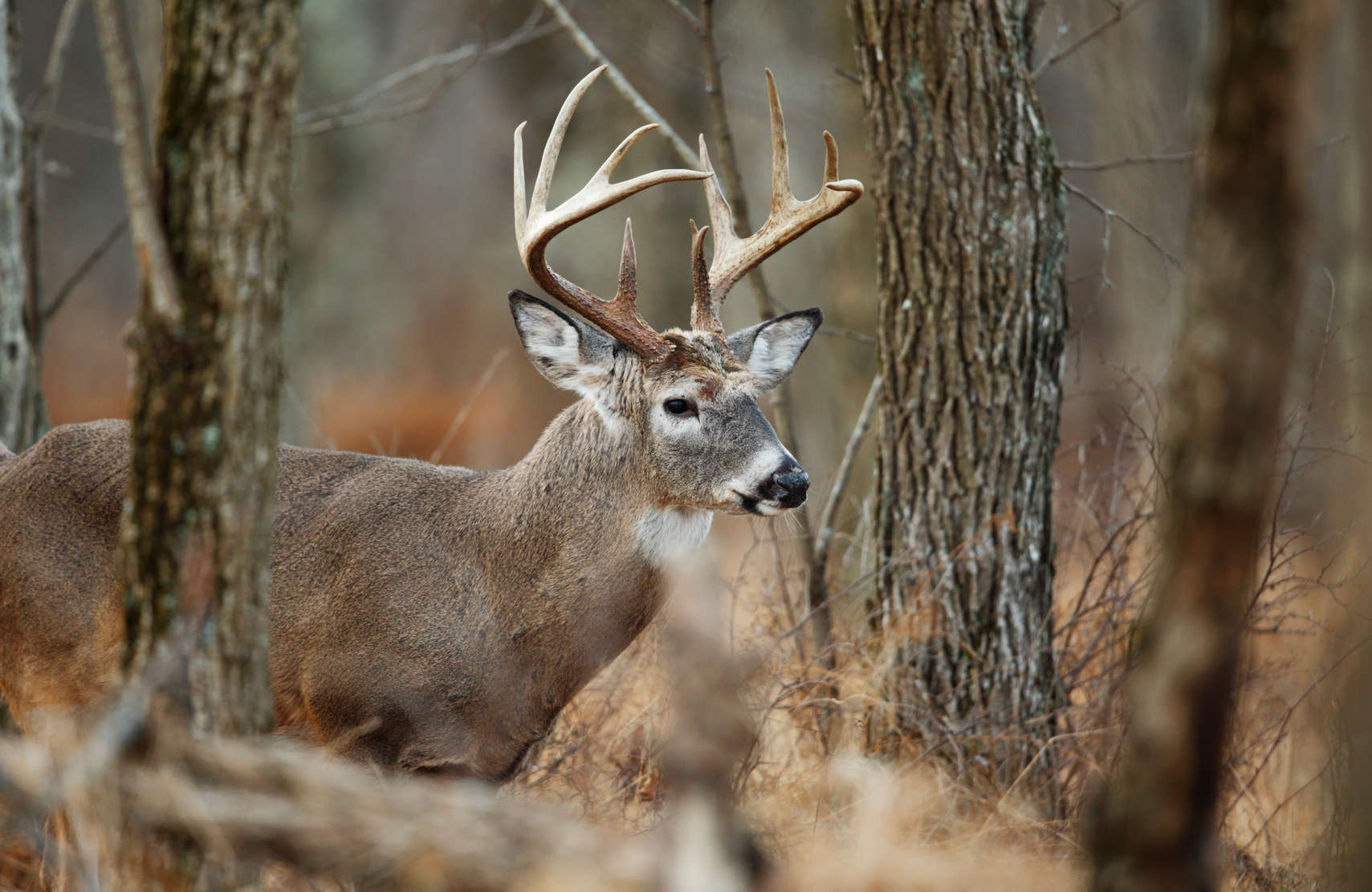 [Titre du site] Chasseurs, réjouissez-vous. L'interdiction de la Pennsylvanie le dimanche à la chasse est levée