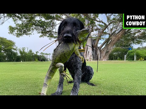 [Titre du site] Le chien Python le plus célèbre d'Amérique meurt à mi-chasse. Mais sa lignée vit