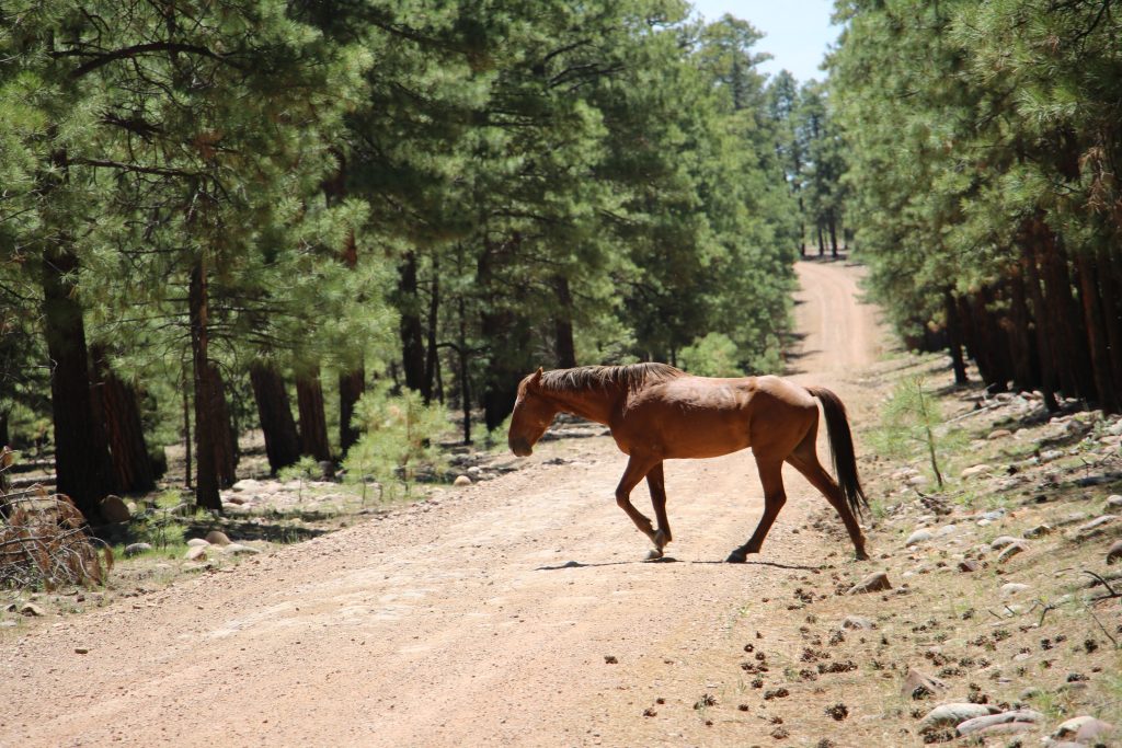 Les Cowboys pris au milieu du dilemme Wild Horse de l'Ouest