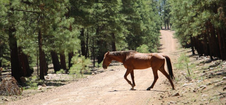 Les Cowboys pris au milieu du dilemme Wild Horse de l’Ouest Les Cowboys pris au milieu du dilemme Wild Horse de l'Ouest
