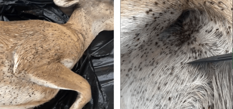 Les cerfs rampant avec des tiques sont un cauchemar et un avertissement Les cerfs rampant avec des tiques sont un cauchemar et un avertissement