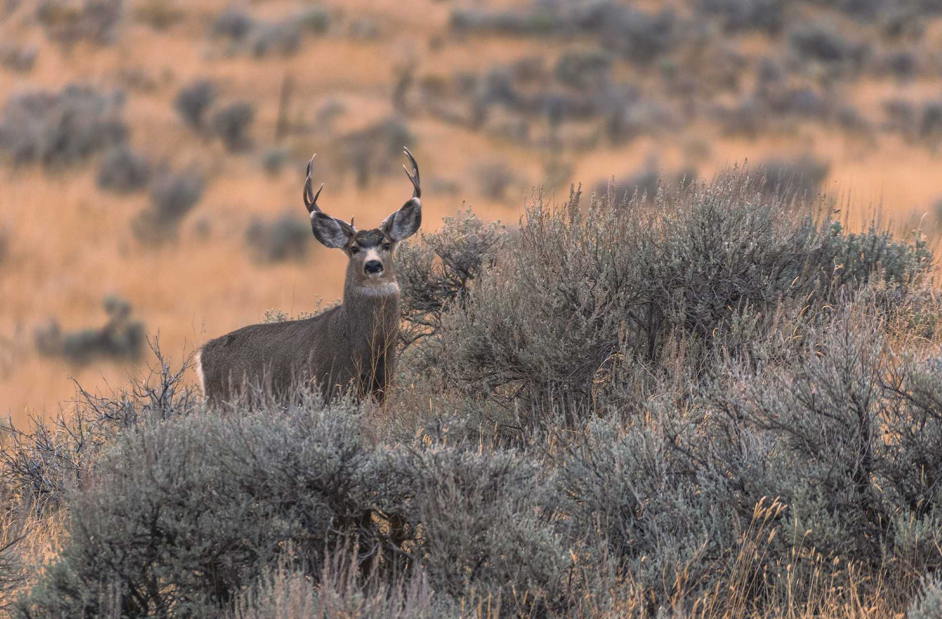 [Titre du site] Trail Runner s'est arrêté pour ne pas avoir de permis de chasse ou de pêche