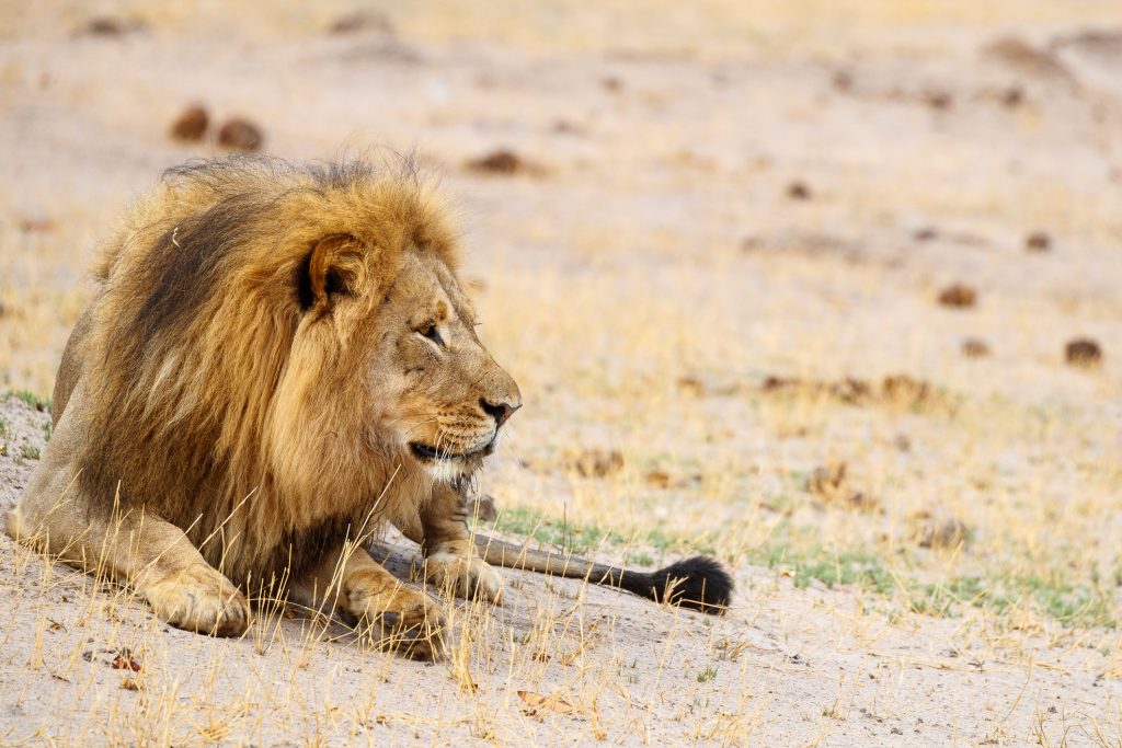 Blondie le lion suscite l'indignation. Voici ce que nous savons