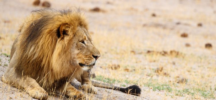 Blondie le lion suscite l’indignation. Voici ce que nous savons Blondie le lion suscite l'indignation. Voici ce que nous savons