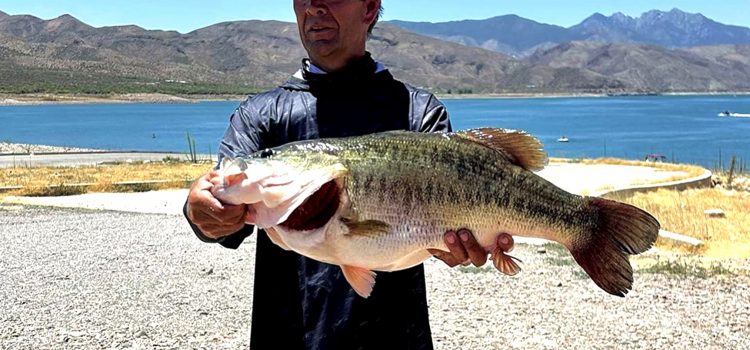 Monster Largemouth Bass capturé dans le tournoi devrait être un nouveau record d’État Monster Largemouth Bass capturé dans le tournoi devrait être un nouveau record d'État