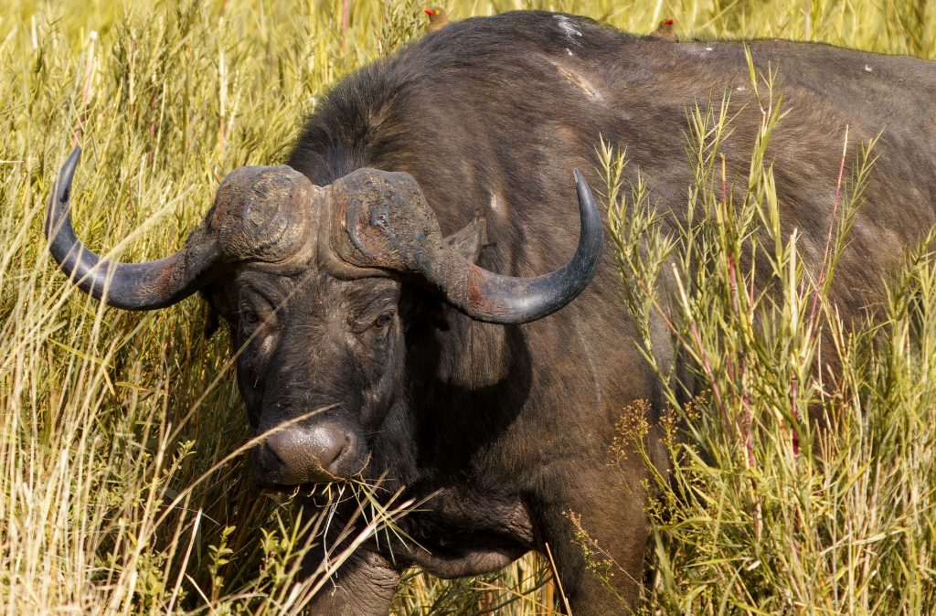 La mort récente d'un chasseur américain met en évidence les dangers de la chasse au Cape Buffalo en Afrique