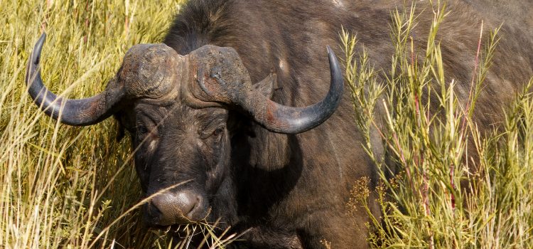 La mort récente d’un chasseur américain met en évidence les dangers de la chasse au Cape Buffalo en Afrique La mort récente d'un chasseur américain met en évidence les dangers de la chasse au Cape Buffalo en Afrique