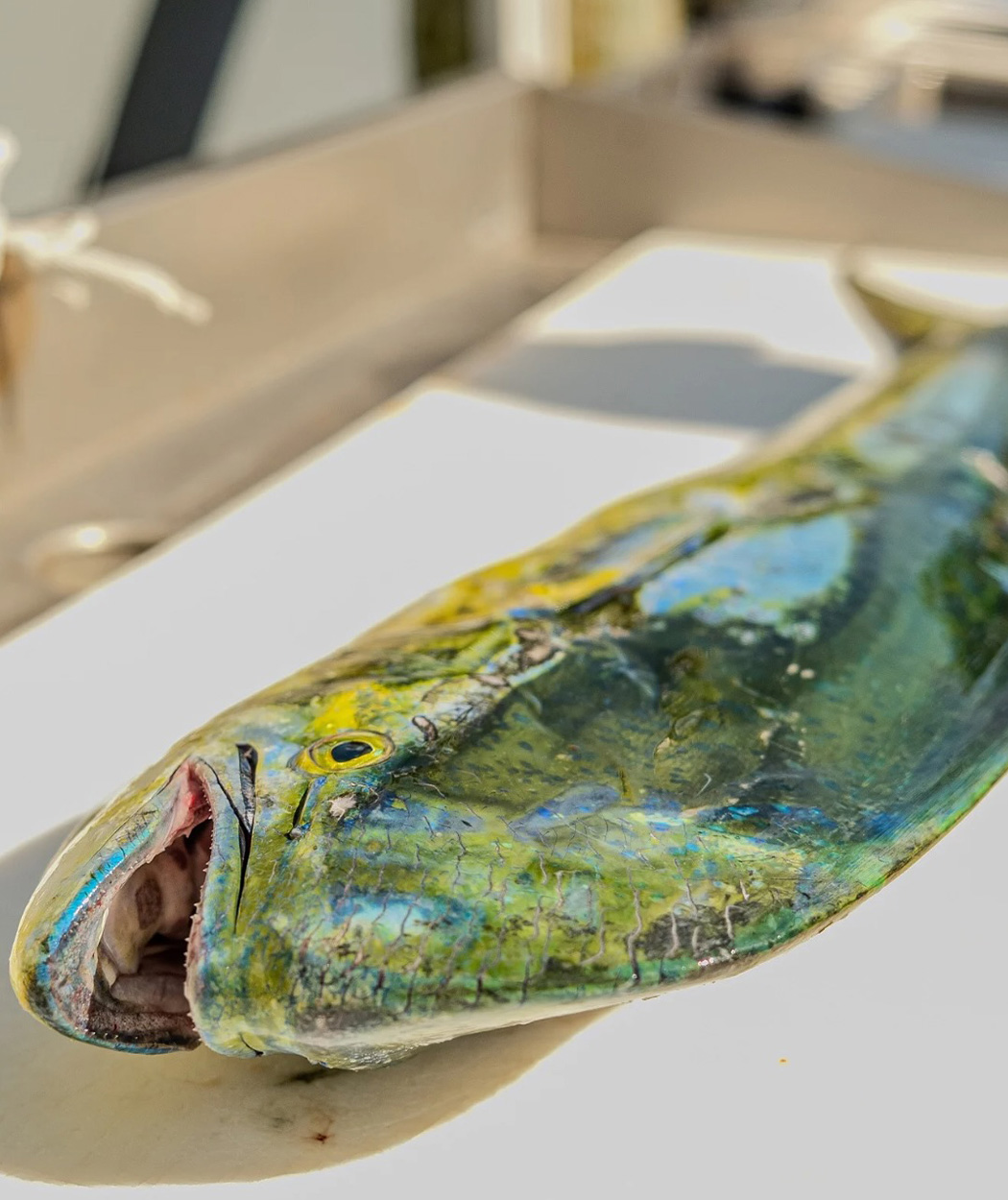 [Titre du site] 13 photos épiques du tournoi de pêche qui paie des chèques d'un million de dollars (et où une légende de la NBA a terminé deuxième)