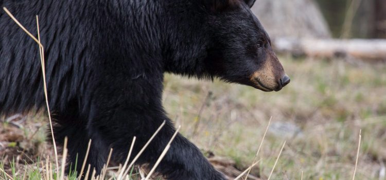 La commission de la Floride approuve à l'unanimité la chasse aux ours noirs, malgré la rhétorique anti-chasse
