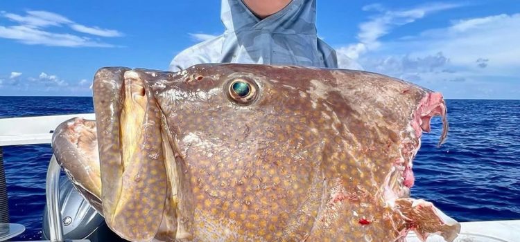 Que pouvons-nous faire au sujet des requins volant nos prises? Le Congrès veut aussi des réponses

