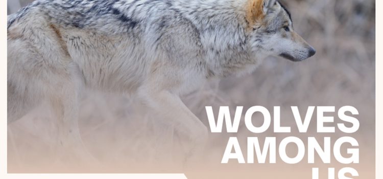 Le gouverneur du Nouveau-Mexique licencie le commissaire de la faune après avoir divulgué des courriels entre elle et les anti-Wolfers
