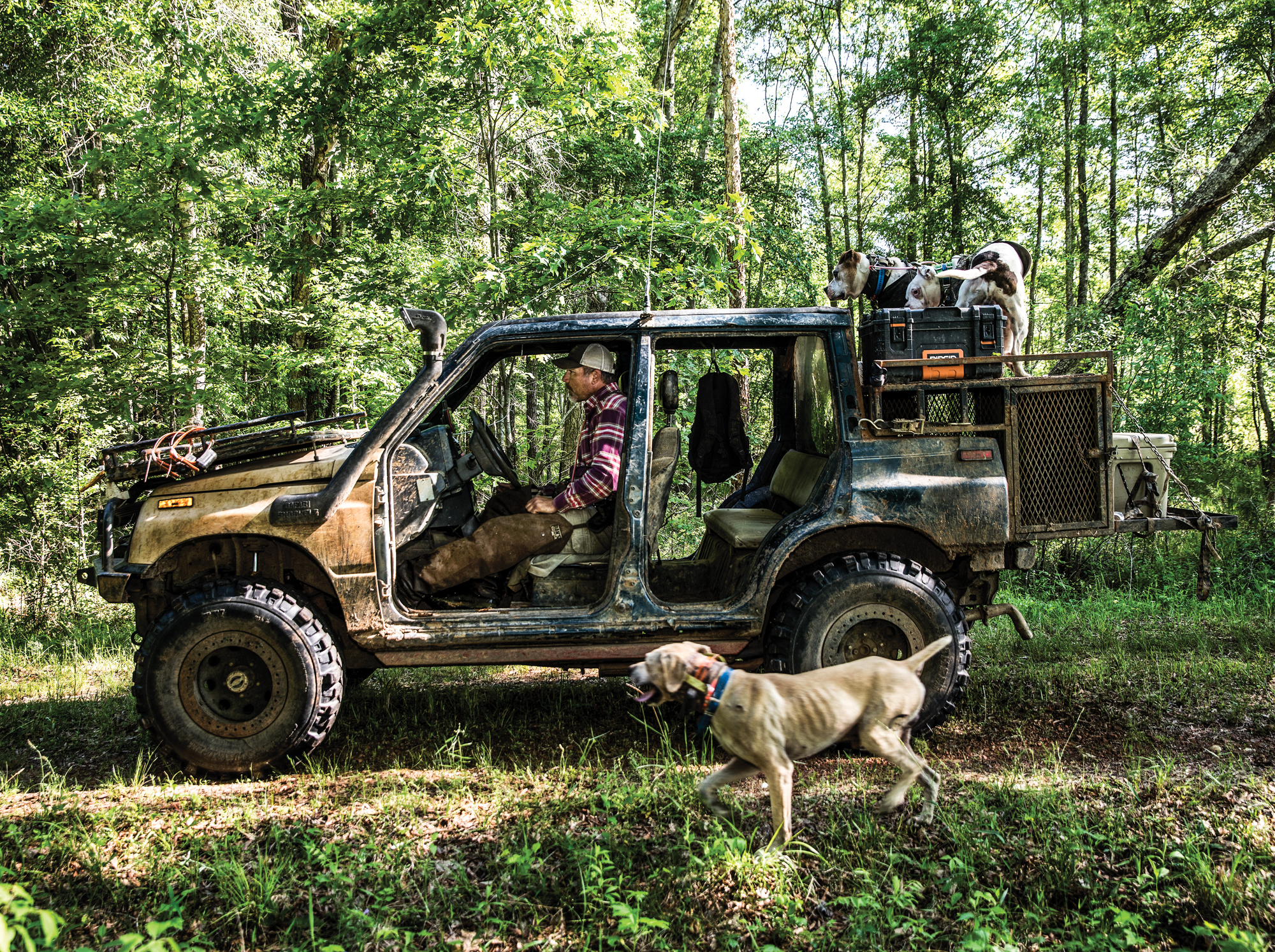 [Titre du site] 11 photos sauvages des chiens de chasse au porc de l'Alabama