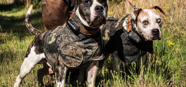 11 photos sauvages des chiens de chasse au porc de l'Alabama

