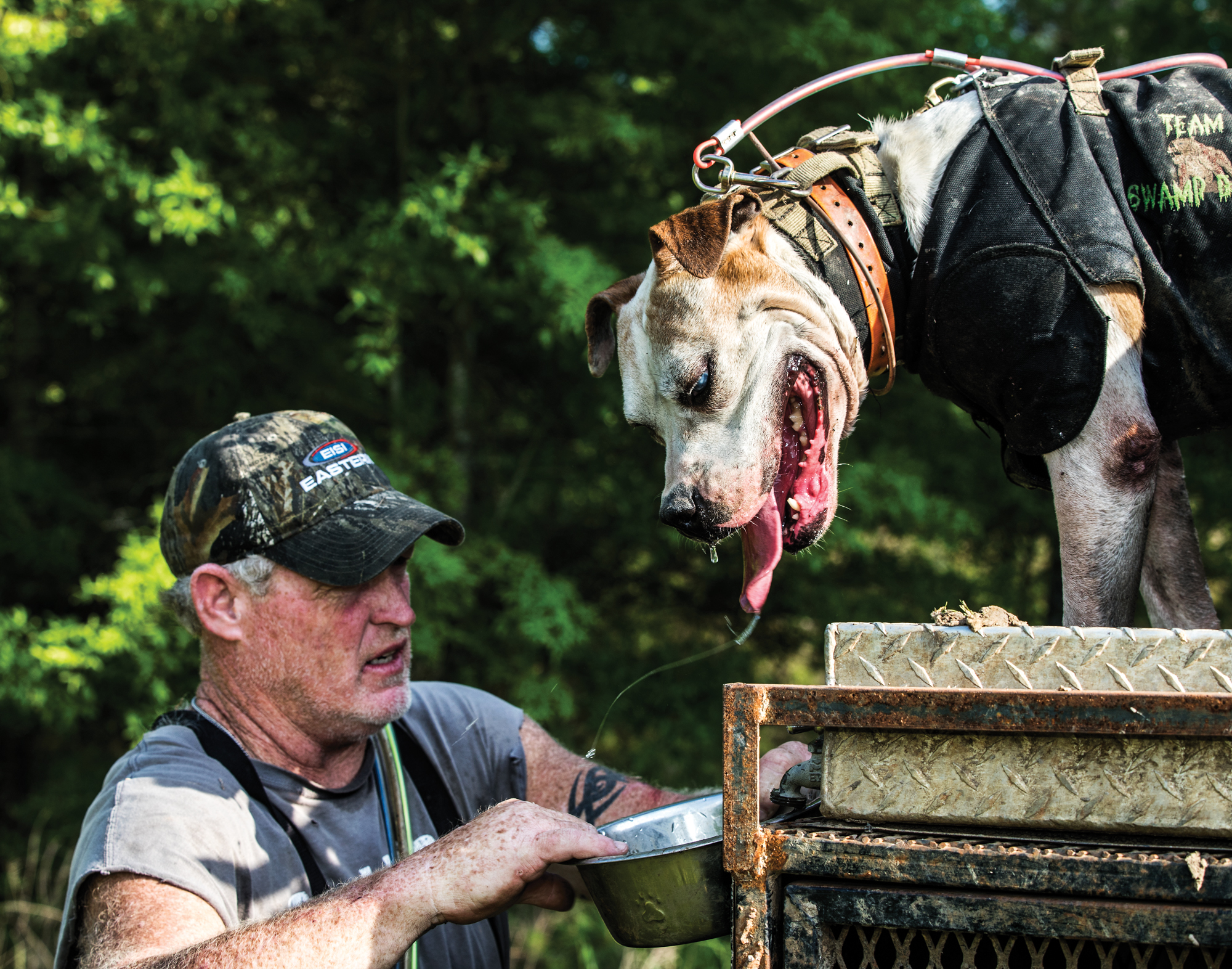 [Titre du site] 11 photos sauvages des chiens de chasse au porc de l'Alabama