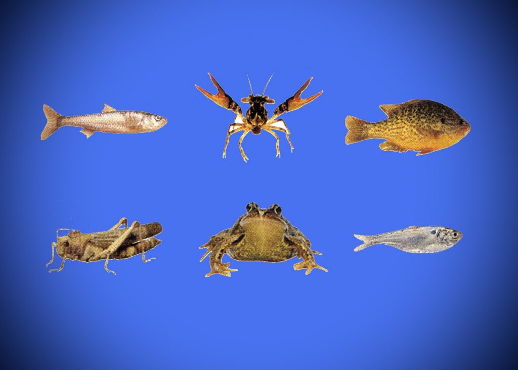 Les 6 meilleures espèces d'appâts vivants que vous pouvez vous attraper