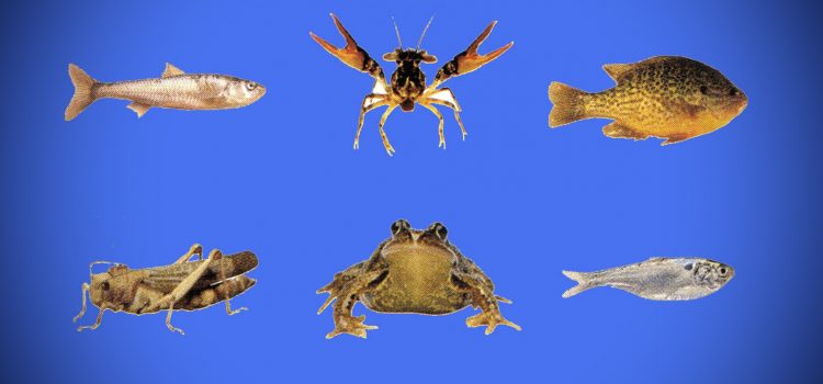 Les 6 meilleures espèces d'appâts vivants que vous pouvez vous attraper
