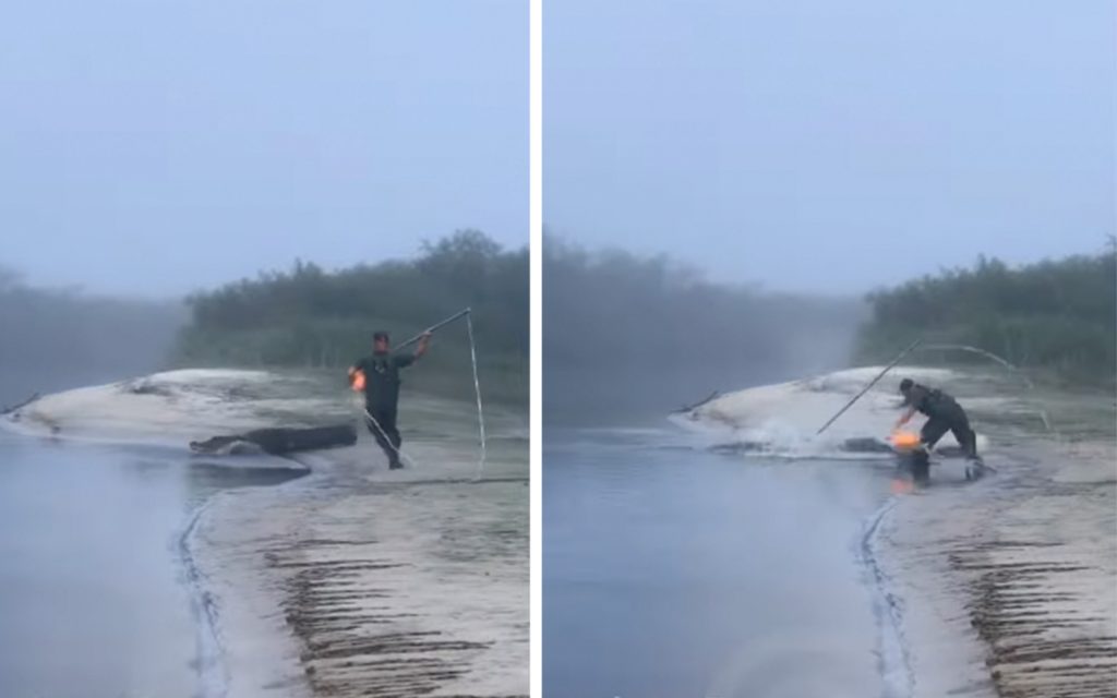 La trame de fond de la vidéo de chasse Gator la plus épique sur Internet