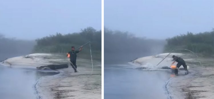 La trame de fond de la vidéo de chasse Gator la plus épique sur Internet La trame de fond de la vidéo de chasse Gator la plus épique sur Internet