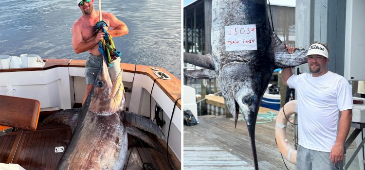 Swordfish qui «ressemblait à un dinosaure» sur le point d’écraser le record de l’État de l’Alabama Swordfish qui «ressemblait à un dinosaure» sur le point d'écraser le record de l'État de l'Alabama
