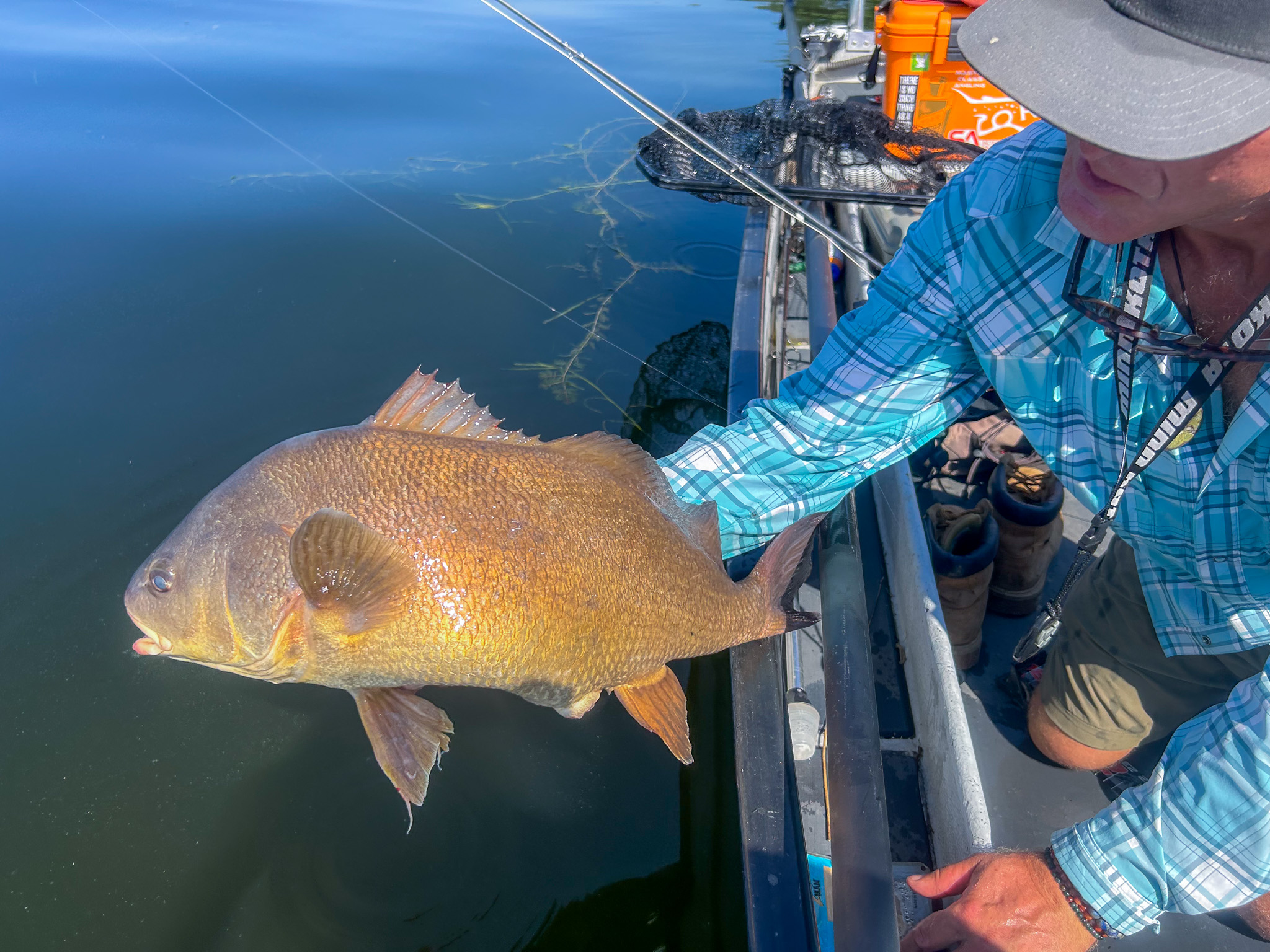 [Titre du site] Podcast rapide: le poisson le plus sous-estimé en Amérique vous battra l'enfer