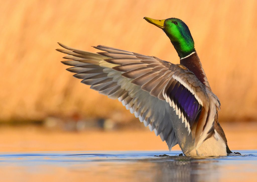 Feds pour étendre l'accès à la chasse et à la pêche sur 87 000 acres dans 11 États