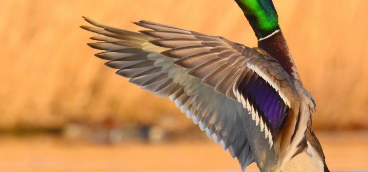 Feds pour étendre l'accès à la chasse et à la pêche sur 87 000 acres dans 11 États
