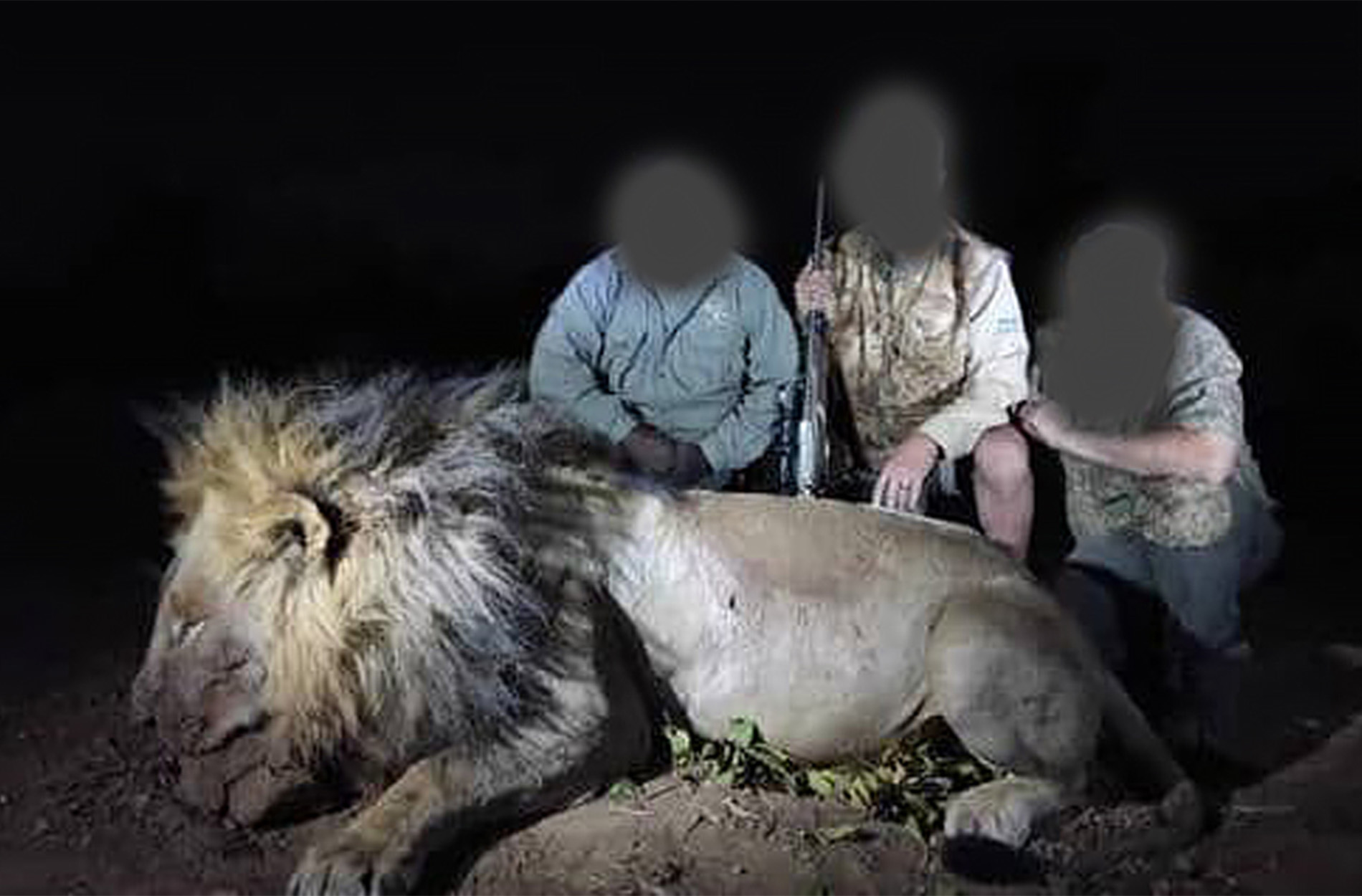 [Titre du site] Blondie le lion suscite l'indignation. Voici ce que nous savons