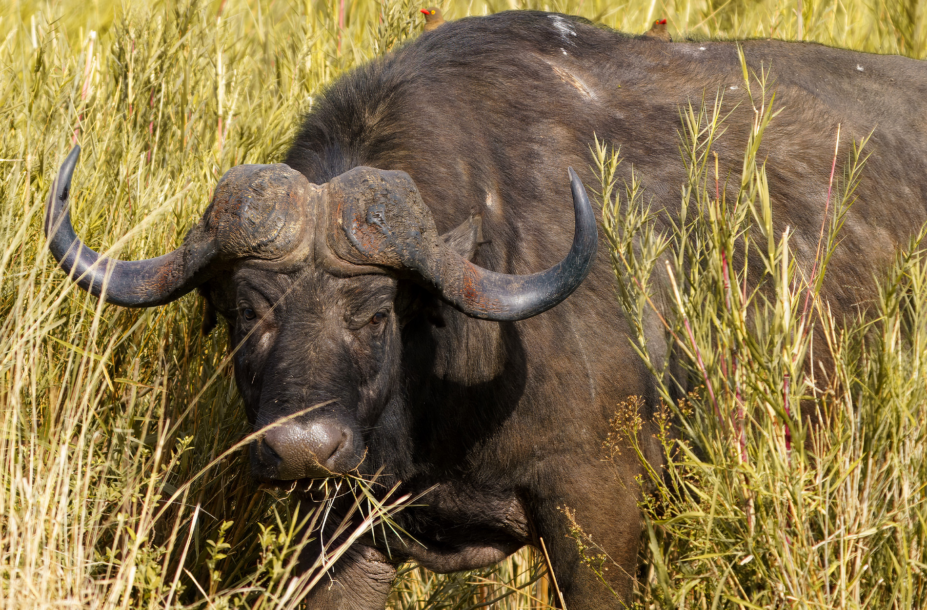 [Titre du site] La mort récente d'un chasseur américain met en évidence les dangers de la chasse au Cape Buffalo en Afrique