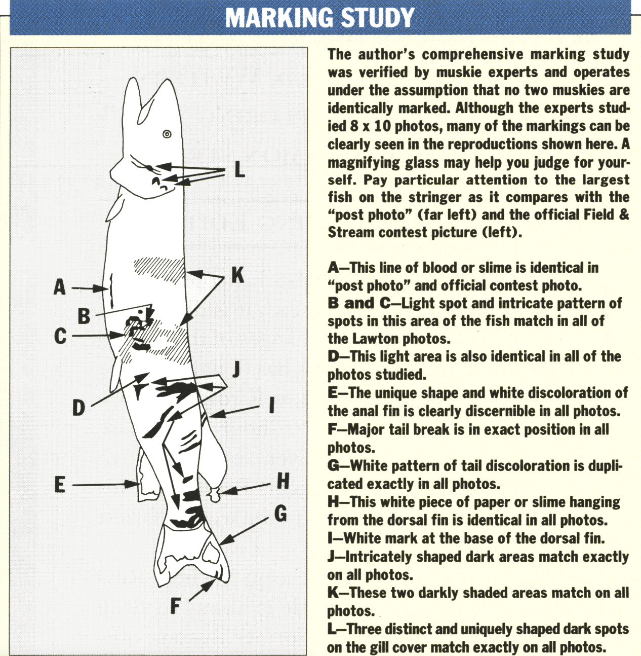 [Titre du site] Le muskie record du monde qui s'est avéré être un canular