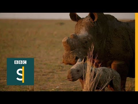 [Titre du site] Le plus grand (et le plus riche) Rhino Savior du monde vient d'être arrêté pour avoir traditionné leurs cornes