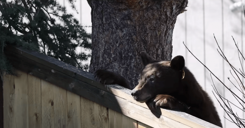 Les autorités ont tenté de brouiller un ours qui a presque brûlé une maison. Au lieu de cela, ils ont été assaillis par des militants