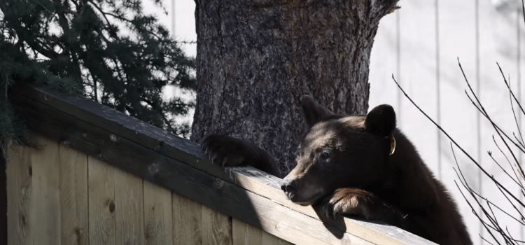Les autorités ont tenté de brouiller un ours qui a presque brûlé une maison. Au lieu de cela, ils ont été assaillis par des militants Les autorités ont tenté de brouiller un ours qui a presque brûlé une maison. Au lieu de cela, ils ont été assaillis par des militants