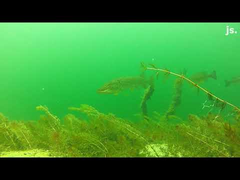 [Titre du site] Les bateaux de sillage ne sont pas seulement en érodant les rivages. Ils nuisent aux fonds du lac, montre également l'étude