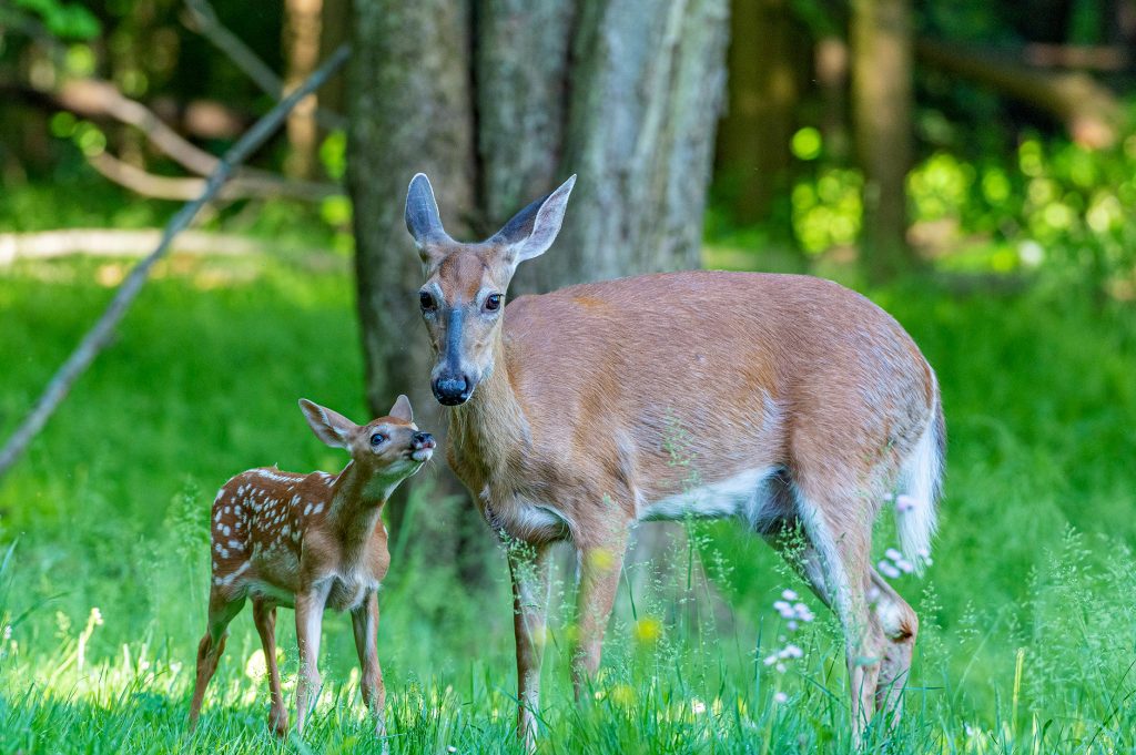 Les chercheurs viennent de révéler une manière dérangeante pour les cerfs reçoivent une maladie chronique