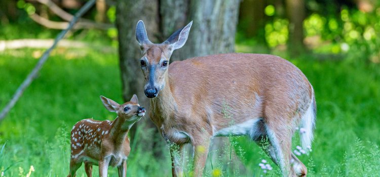 Les chercheurs viennent de révéler une manière dérangeante pour les cerfs reçoivent une maladie chronique Les chercheurs viennent de révéler une manière dérangeante pour les cerfs reçoivent une maladie chronique