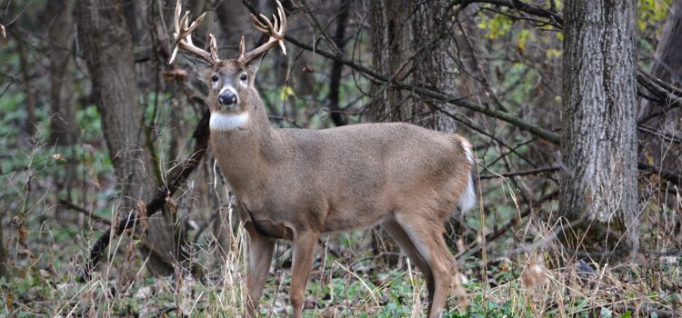 Les législateurs du nord du Michigan veulent se séparer de la Commission du jeu d'État et former le leur
